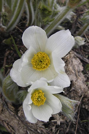 Pulsatilla vernalis \ Frhlings-Kuhschelle, Pelz-Anemone, I Liguria, Imperia, Monte Saccarello 29.5.2013