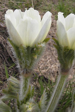 Pulsatilla vernalis \ Frhlings-Kuhschelle, Pelz-Anemone, I Liguria, Imperia, Monte Saccarello 29.5.2013