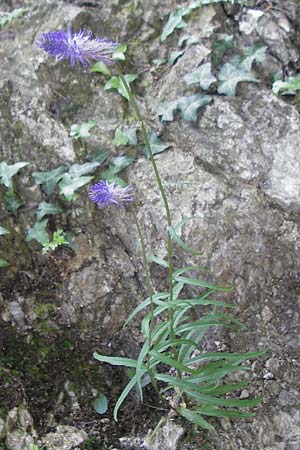 Phyteuma scorzonerifolium \ Schwarzwurzelblttrige Teufelskralle / Scorzonera-Leaved Rampion, I Albisola 22.5.2010