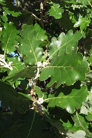 Quercus pubescens \ Flaum-Eiche, I Ancona 30.5.2007