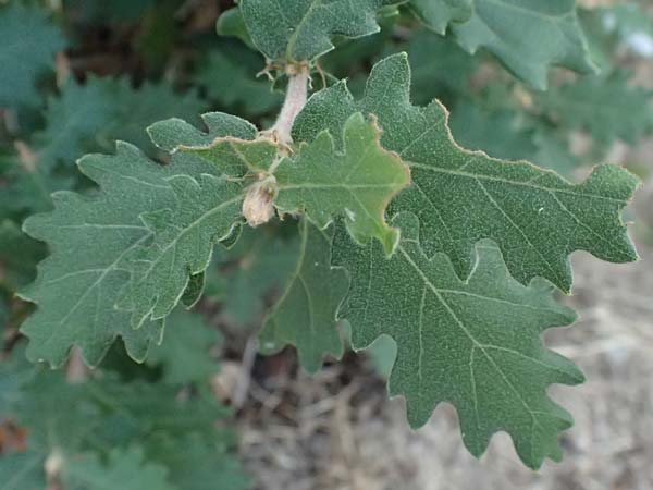 Quercus pubescens \ Flaum-Eiche / White Oak, I Liguria, Moneglia 30.9.2023