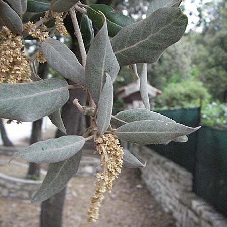 Quercus ilex \ Stein-Eiche, I Ancona 28.5.2007