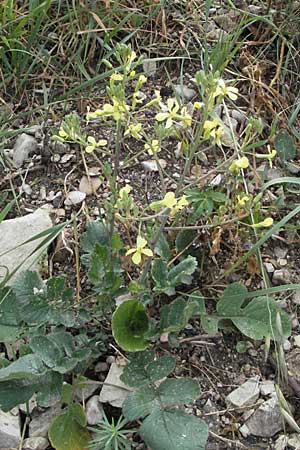 Raphanus raphanistrum subsp. landra \ Gelber Acker-Rettich / Mediterranean Radish, I Ancona 29.5.2007