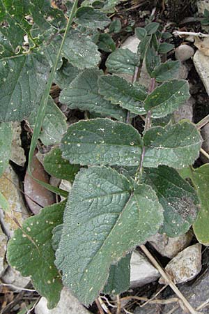 Raphanus raphanistrum subsp. landra \ Gelber Acker-Rettich / Mediterranean Radish, I Ancona 29.5.2007