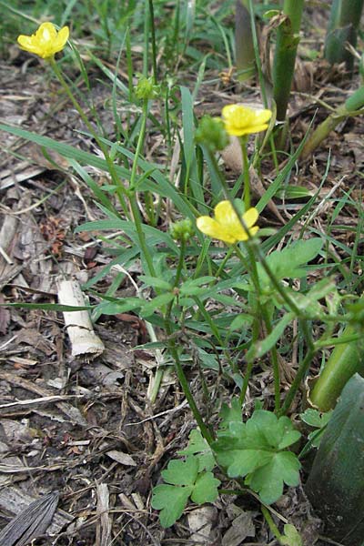 Ranunculus sardous \ Sardischer Hahnenfu, Rauher Hahnenfu / Hairy Buttercup, I Tolentino 31.5.2007