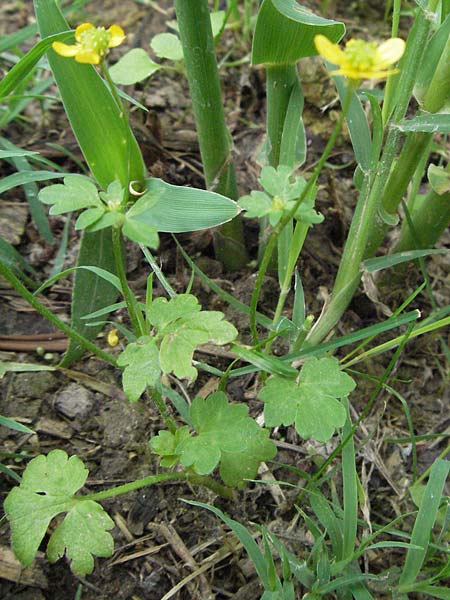 Ranunculus sardous / Hairy Buttercup, I Tolentino 31.5.2007