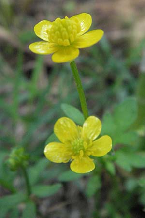 Ranunculus sardous / Hairy Buttercup, I Tolentino 31.5.2007