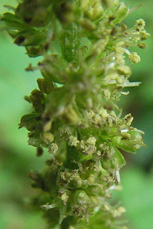 Rumex alpestris \ Berg-Sauerampfer / Mountain Dock, I Monti Sibillini 8.6.2007