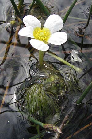 Ranunculus trichophyllus ? / Thread-Leaved Water Crowfoot, I Monti Sibillini 8.6.2007