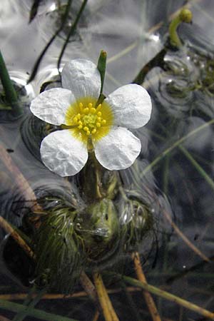 Ranunculus trichophyllus ? \ Haarblättriger Wasser-Hahnenfuß / Thread-Leaved Water Crowfoot, I Monti Sibillini 8.6.2007