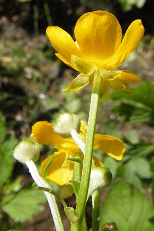 Ranunculus nemorosus ? \ Hain-Hahnenfu / Wood Buttercup, I Liguria, Zuccarello 19.5.2013