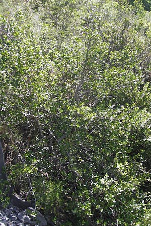 Rhamnus alaternus \ Stechpalmen-Kreuzdorn, Immergrner Kreuzdorn / Italian Buckthorn, Evergreen Buckthorn, I Liguria, Toirano 20.5.2013