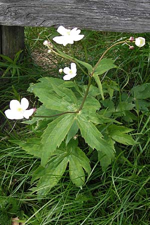 Ranunculus platanifolius \ Platanenblttriger Hahnenfu, I Liguria, Monte Beigua 24.5.2013