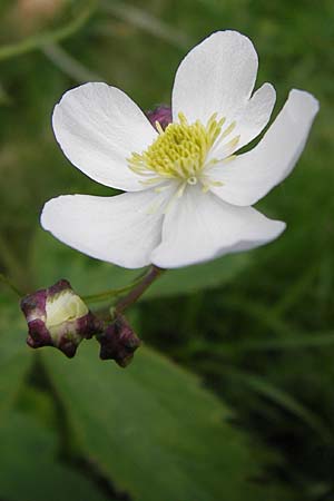 Ranunculus platanifolius \ Platanenblttriger Hahnenfu, I Liguria, Monte Beigua 24.5.2013