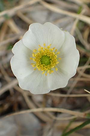 Ranunculus alpestris \ Alpen-Hahnenfu / Alpine Buttercup, I Alpi Bergamasche, Pizzo Arera 9.6.2017