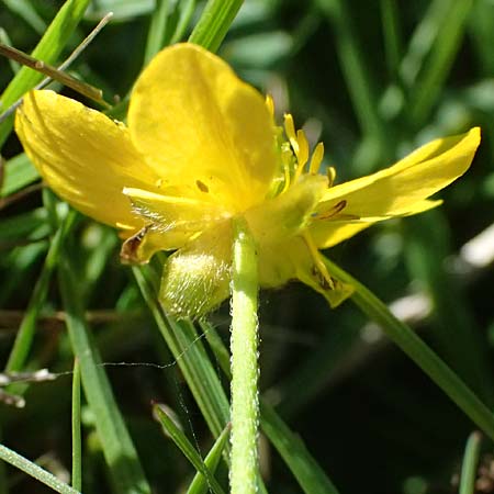 Ranunculus aduncus / Hooked Buttercup, I Liguria, Monte Beigua 2.10.2023