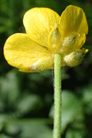 Ranunculus aduncus / Hooked Buttercup, I Liguria, Monte Beigua 2.10.2023