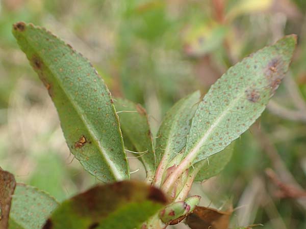 Rhodothamnus chamaecistus \ Zwerg-Alpenrose, I Alpi Bergamasche, Monte Alben 11.6.2017