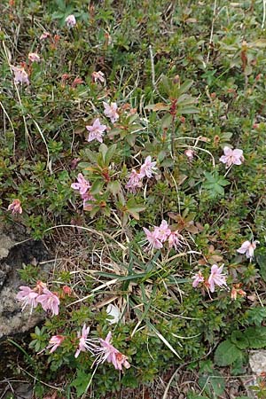 Rhodothamnus chamaecistus \ Zwerg-Alpenrose / Dwarf Alpenrose, I Alpi Bergamasche, Monte Alben 11.6.2017