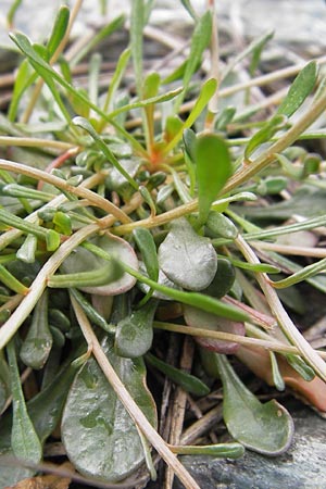 Reseda phyteuma \ Rapunzel-Resede, Sternfrucht / Corn Mignonette, Rampion Mignonette, I Liguria, Sassello 25.5.2013