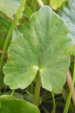 Ficaria grandiflora / Large-Flowered Celandine, I Cattolica 24.3.2013