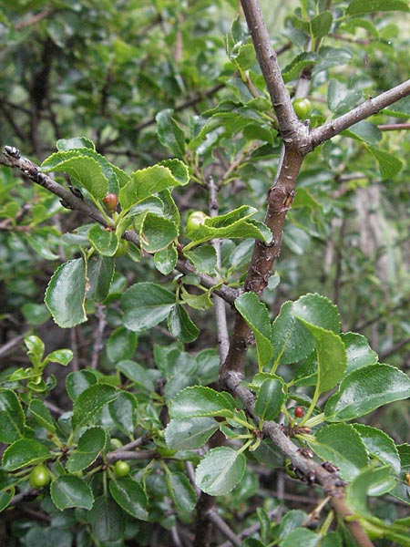 Rhamnus saxatilis subsp. infectoria \ Kreuzdorn, I Gole del Salinello bei Ripe 6.6.2007