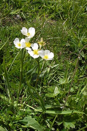 Ranunculus kuepferi \ Kpfers Hahnenfu / Kuepfer's Buttercup, I Liguria, Imperia, Monte Saccarello 29.5.2013