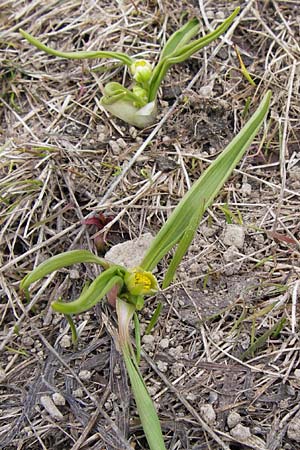 Ranunculus kuepferi \ Kpfers Hahnenfu / Kuepfer's Buttercup, I Liguria, Imperia, Monte Saccarello 29.5.2013