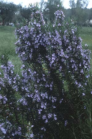 Salvia rosmarinus \ Rosmarin / Rosemary, I Gardasee / Lago del Benaco 8.5.1986