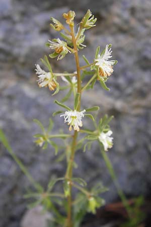 Reseda phyteuma \ Rapunzel-Resede, Sternfrucht, I Liguria, Castillo di Zuccarello 19.5.2013