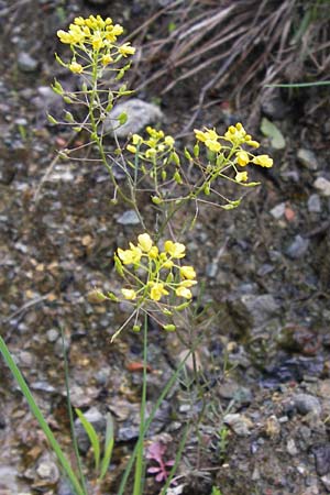 Rorippa pyrenaica \ Wilde Sumpfkresse / Creeping Yellow-Cress, I Liguria, Sassello 25.5.2013