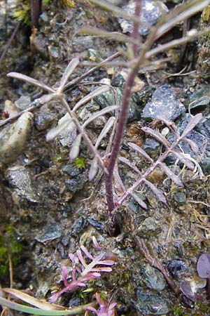 Rorippa pyrenaica \ Wilde Sumpfkresse / Creeping Yellow-Cress, I Liguria, Sassello 25.5.2013