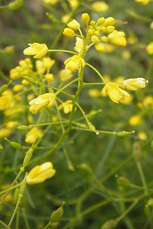 Rorippa pyrenaica \ Wilde Sumpfkresse / Creeping Yellow-Cress, I Liguria, Sassello 25.5.2013