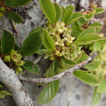 Rhamnus pumila \ Zwerg-Kreuzdorn, I Alpi Bergamasche, Pizzo Arera 9.6.2017