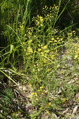 Rorippa pyrenaica \ Wilde Sumpfkresse / Creeping Yellow-Cress, I Genua 22.5.2010