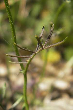 Rorippa pyrenaica \ Wilde Sumpfkresse / Creeping Yellow-Cress, I Genua 22.5.2010