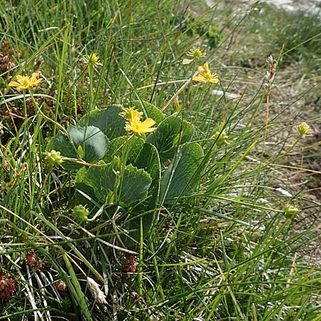 Ranunculus thora \ Schildblttriger Hahnenfu, I Alpi Bergamasche, Pizzo Arera 9.6.2017