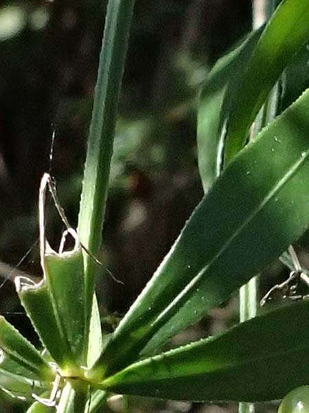 Rubia peregrina \ Wilde Rte / Wild Madder, I Liguria, Sestri Levante 3.10.2023