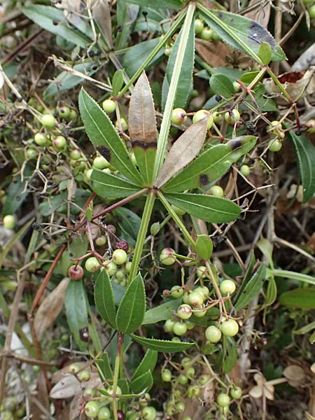 Rubia peregrina \ Wilde Rte / Wild Madder, I Liguria, Levanto 4.10.2023