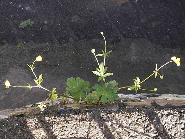 Ranunculus neapolitanus \ Neapolitanischer Hahnenfu, I Liguria, Zuccarello 19.5.2013