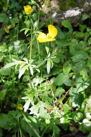 Ranunculus neapolitanus \ Neapolitanischer Hahnenfu / Naples Buttercup, I Liguria, Zuccarello 19.5.2013