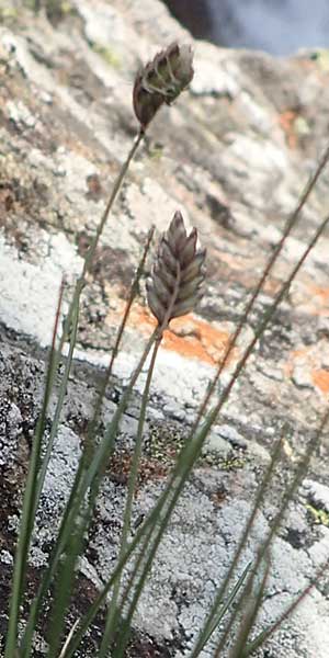 Oreochloa disticha \ Zweizeiliges Kopfgras / Oreochloa, I Südtirol,  Stallersattel 6.7.2022