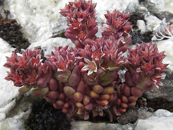 Sedum atratum / Dark Stonecrop, I Campo Imperatore 5.6.2007