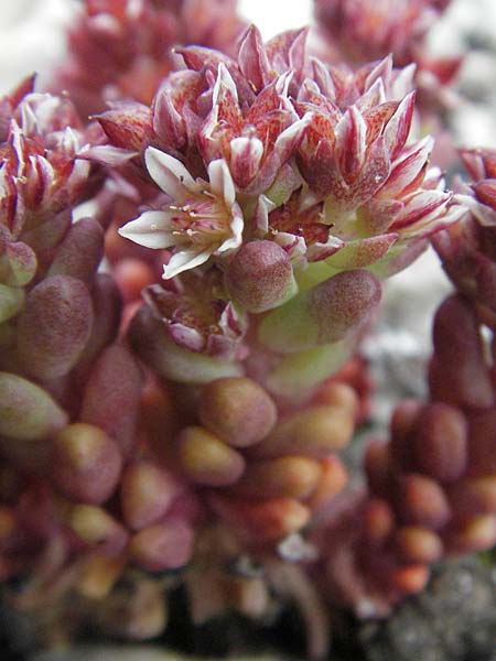 Sedum atratum \ Dunkler Mauerpfeffer / Dark Stonecrop, I Campo Imperatore 5.6.2007