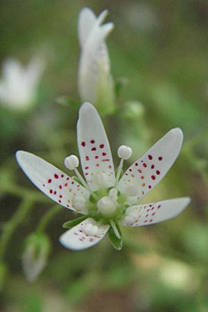 Saxifraga rotundifolia \ Rundblttriger Steinbrech / Round-Leaved Saxifrage, I Monti Sibillini 8.6.2007