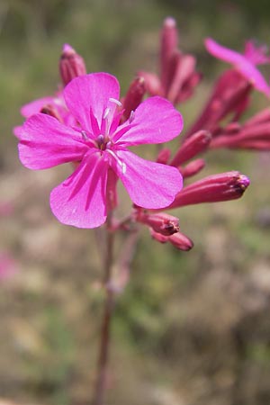 Silene armeria \ Nelken-Leimkraut / Sweet-William Campion, I Liguria, Piana Crixia 21.5.2013