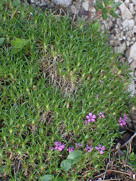 Silene acaulis \ Stngelloses Leimkraut, Kalk-Polsternelke / Moss Campion, I Prags,  Weißlahnsattel 6.7.2022