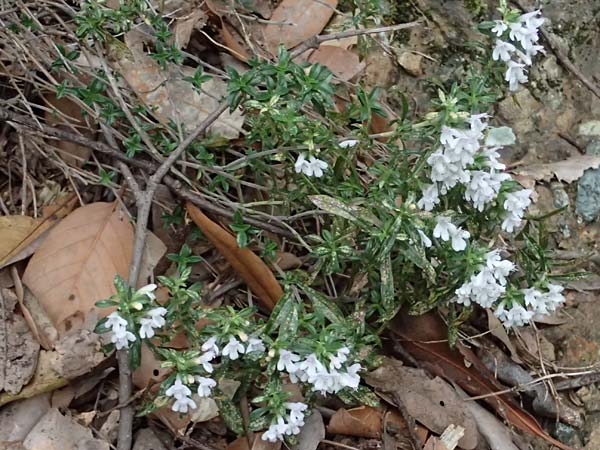 Satureja montana \ Winter-Bohnenkraut, Karst-Bergminze / Winter Savory, I Liguria, Bonassola 4.10.2023