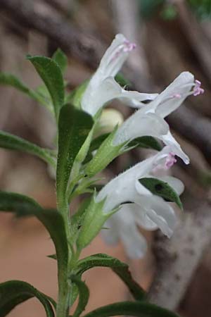 Satureja montana \ Winter-Bohnenkraut, Karst-Bergminze / Winter Savory, I Liguria, Bonassola 4.10.2023