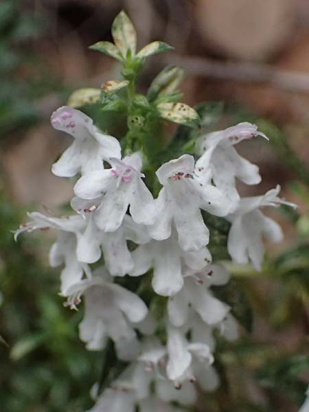 Satureja montana \ Winter-Bohnenkraut, Karst-Bergminze / Winter Savory, I Liguria, Bonassola 4.10.2023